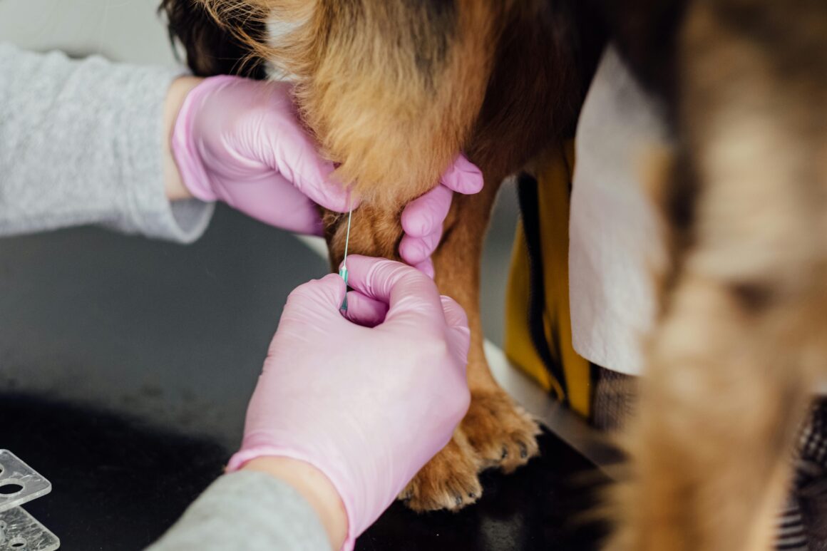 Annual Vaccinations for Your Pet