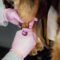 Annual Vaccinations for Your Pet