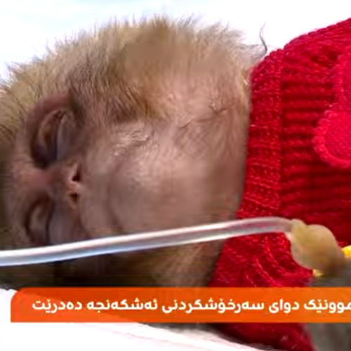 Rescue and Recovery of Abused Monkey in Erbil