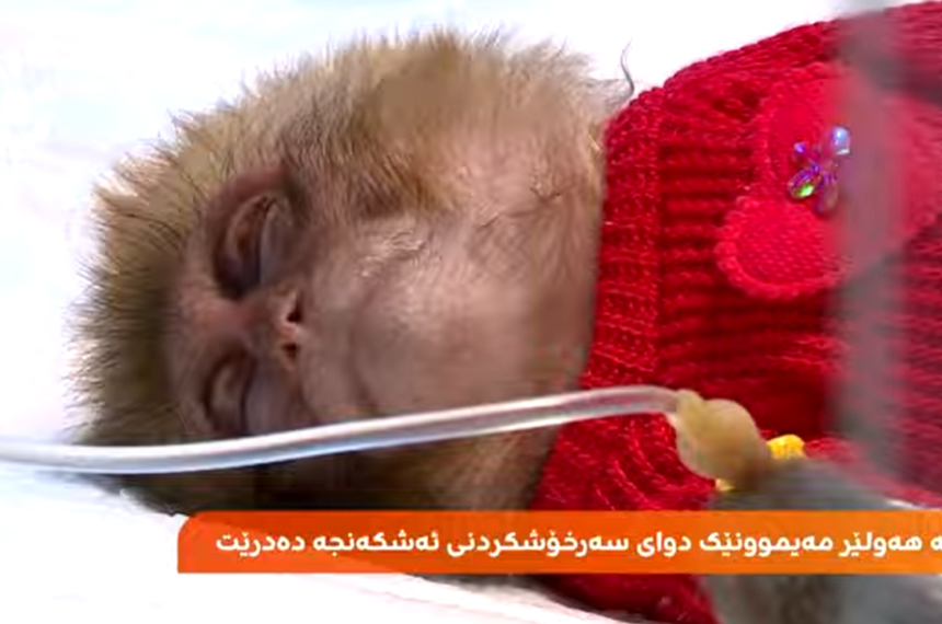 Rescue and Recovery of Abused Monkey in Erbil