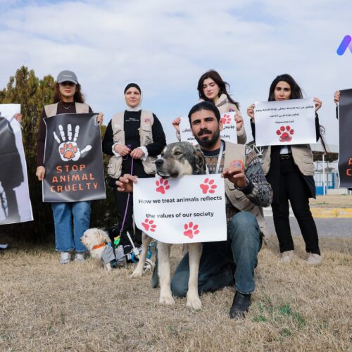 KAP Organization Call for Humane Solutions instead of Killing Stray Dogs