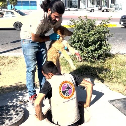 Technical rescue Mission: Saving a Trapped Dog in sewer