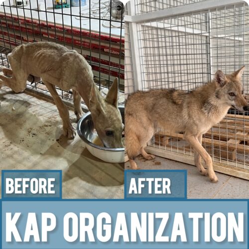 From Captivity to Freedom – The Story of a Resilient Baby Wolf