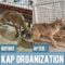 From Captivity to Freedom – The Story of a Resilient Baby Wolf