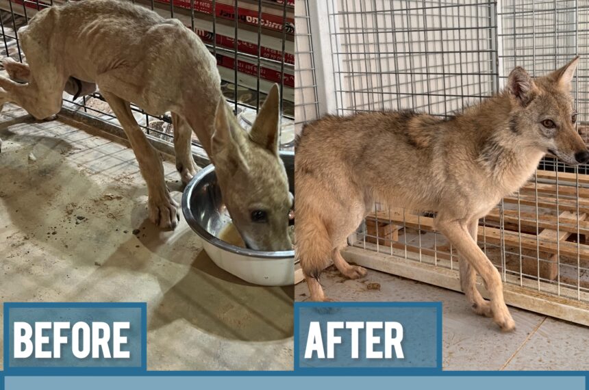 From Captivity to Freedom – The Story of a Resilient Baby Wolf