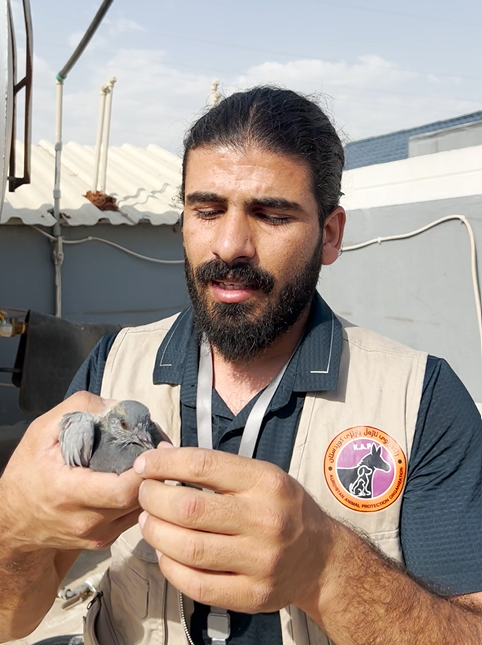 Rescue and Safe Return of Trapped baby Pigeon by Kurdistan Animal Protection Organization