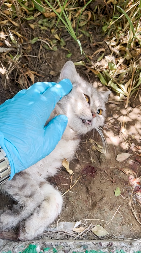 Emergency Rescue and Life-Saving Surgery for Severely Injured Cat in Erbil